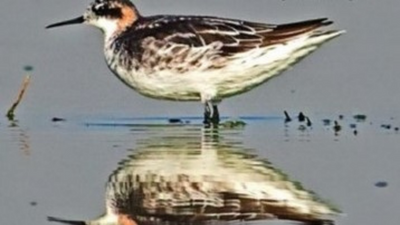 Early heat: Passive migrant birds stay longer than usual in Delhi NCR