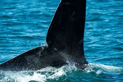 Endangered North Atlantic right whales make a stand in Cape Cod