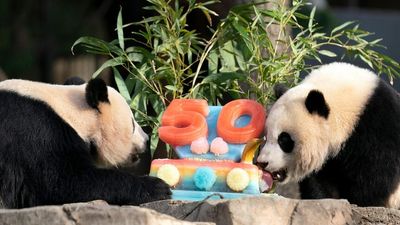 Pandas devour ice cake to celebrate 50 years at Smithsonian National Zoo in the US