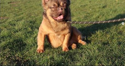Dodgy Scots dog breeders creating 'Frankenstein puppies' worth £40,000 in amateur labs