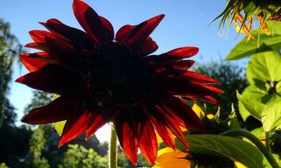 At last, the allotment will soon be open…