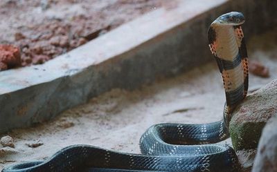 Odisha takes steps to minimise snakebite deaths