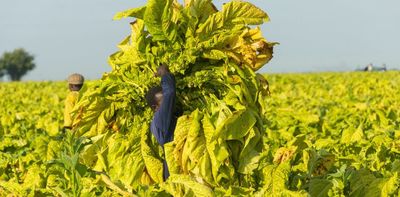 Policies must reflect why Zimbabwe's small tobacco farmers use trees for firewood