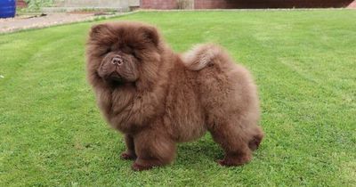 Edinburgh TV vet warns breeders are creating 'Frankenstein puppies' worth £40K