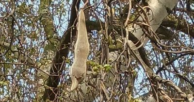 'Horrifying' strange object hanging from tree leaves people scratching their heads