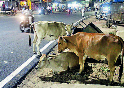 Bhubaneswar: Stray cattle pose traffic hurdle, residents seek more shelters