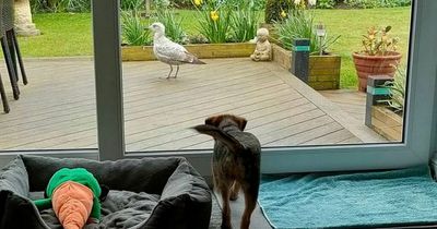 Giant seagull terrorising dogs by stealing toys and drinking their water