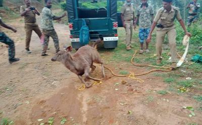Sambar deer rescued from well near Gudalur