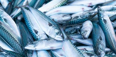 Why Canada shuttered some mackerel and spring herring fisheries in Québec and Atlantic Canada