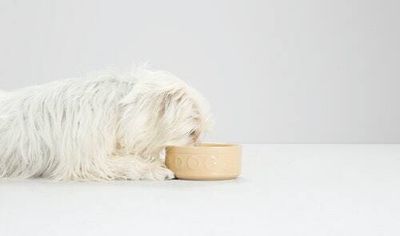 Can I feed my dog a vegan diet? A new study says it’s a good idea