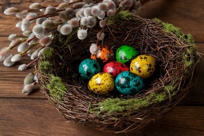 What makes bird eggs so colorful