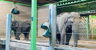 Belfast residents 'sad but happy' to see elephants leaving zoo