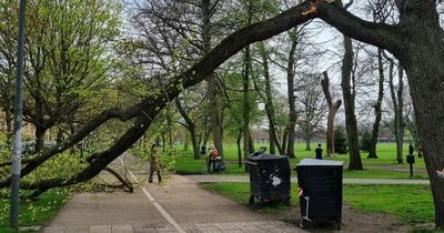 Edinburgh woman's narrow escape after 'half a tree' collapses in the Meadows