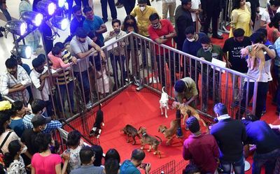 Indie puppies get new homes in adoption drive