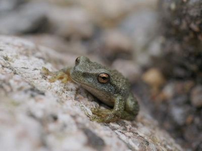 Endangered frogs jump back in the wild