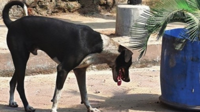 Heat takes toll on strays: 1 dies, many dehydrated in Kolkata