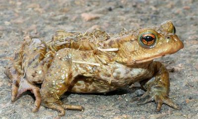 Country diary: My 40-year love affair with these breeding toads