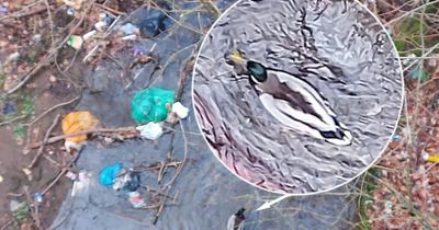 Furious litter pickers spot poor duck resting in pile of rubbish in Lanarkshire river