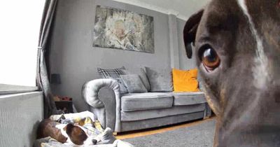 I used an Arlo camera to spy on my dogs and laughed at what they get up to