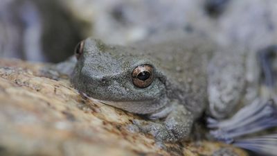 Critically endangered spotted tree frogs hop back into Kosciuszko National Park
