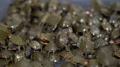 Easter Feaster: Animal Trafficker Busted Smuggling Over 2,000 Turtles Destined To Be Eaten