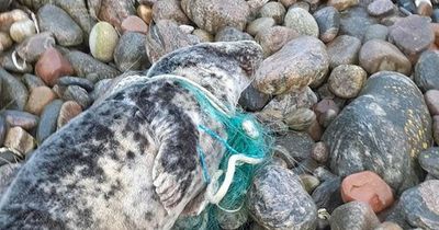 SSPCA releases distressing image of seal tangled in discarded rubbish on Aberdeenshire coast