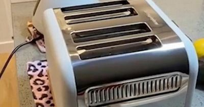 Cleaner reveals 'hidden compartment' in toaster and people admit they never knew it existed