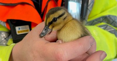 Adorable ducklings rescued after wandering onto M6