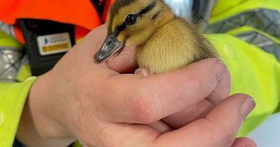 Ducklings rescued from M6 after wandering onto M6