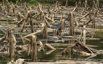 Farmers dispute Agriculture Dept’s claim on crop insurance