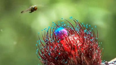 Seems Like A Fun Guy: Artist’s Amazing 3D Mushroom Images Are Just Magic