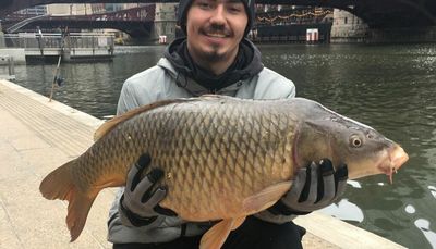 An old favorite of the Chicago River, the common carp, still have ‘Big Shoulders’ downtown