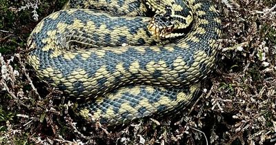 Snake warning as Scots hillwalker spots huge adder on hike amid warm weather