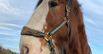 Unique chainsaw carving of Falkirk's 'much loved' Hamish the horse a step closer