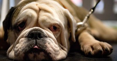 Bulldog owners warned thieves are watching their pets in Liverpool