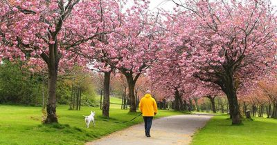 Cherry blossom blooms in Wavertree Botanic Gardens