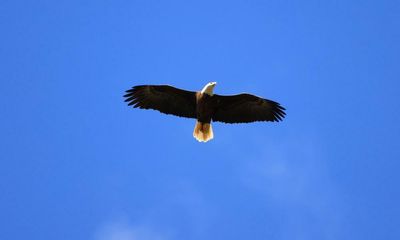 Bird flu spreads to bald eagles as outbreak sweeps across US