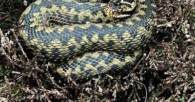 East Lothian walker's warning after spotting huge adder on hike in warm weather