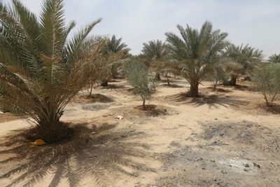 Iraq 'green belt' neglected in faltering climate fight