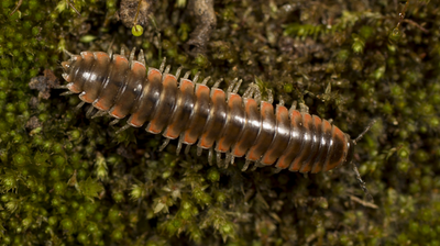 Scientists discover 17 new millipede species, one named after Taylor Swift