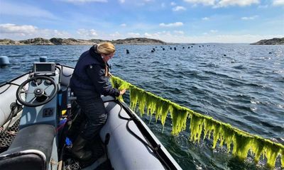 Sea-farmed supercrop: how seaweed could transform the way we live