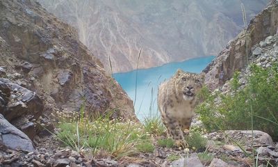 Why trophy hunters in Tajikistan are unlikely saviours of the snow leopard