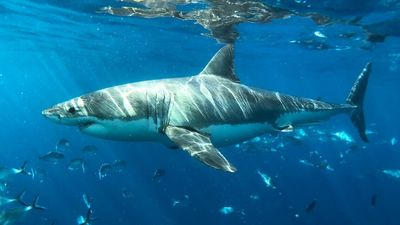 Research into Port Jackson sharks a hint into great white shark feeding behaviour