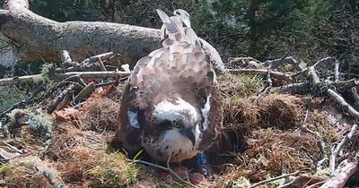 Three osprey eggs arrive safe at Loch of the Lowes nest