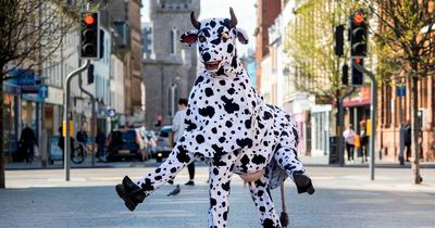 Panto cow trots down Perth High Street as Jack and the Beanstalk tickets go on sale