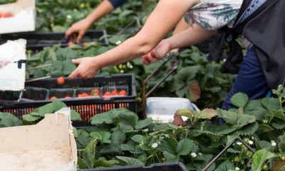 Ukrainian workers flee ‘modern slavery’ conditions on UK farms