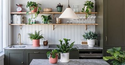 10 simple expert tips to keep your houseplants healthy