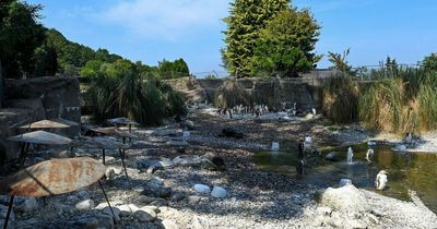 Belfast Zoo experiencing another busy day as motorists warned of delays in the area