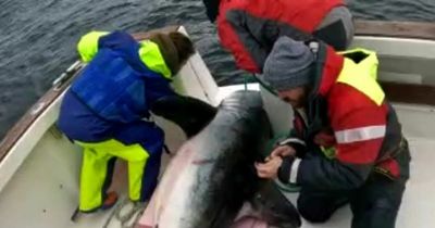 Largest ever shark spotted off the Irish coast measuring 9ft long and weighing 500lbs