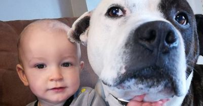 Mum's horror after family dog viciously bit two-year-old son's face